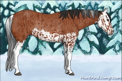 Horse Color:Brown Sabino Tobiano Rabicano  and Bay Sabino Splash Rabicano 