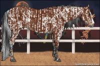 Horse Color:Gray Bay Sabino Rabicano and Gray Bay Sabino Splash Rabicano