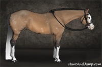 Horse Color:Bay Dun Splash
