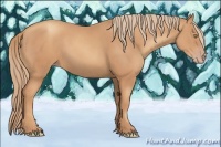 Horse Color:Gold Champagne