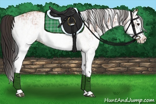 Horse Color:White Spotted Bay Splash  and White Spotted Bay Splash 