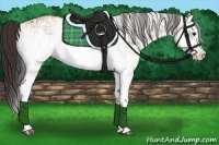 Horse Color:White Spotted Bay Splash  and White Spotted Bay Splash 