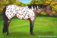 Horse Color:Bay Appaloosa 