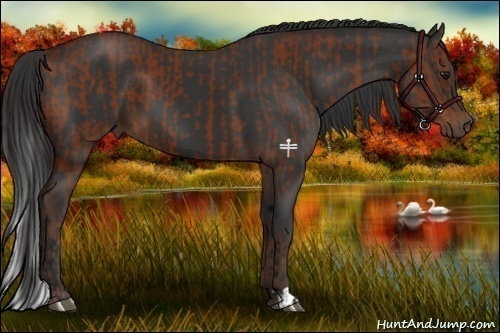 Horse Color:Bay and Liver Chestnut