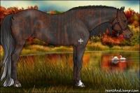 Horse Color:Bay  and Liver Chestnut 