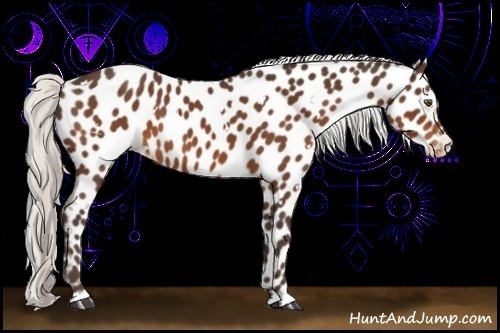 Horse Color:White Spotted Silver Bay Appaloosa 