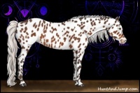 Horse Color:White Spotted Silver Bay Appaloosa
