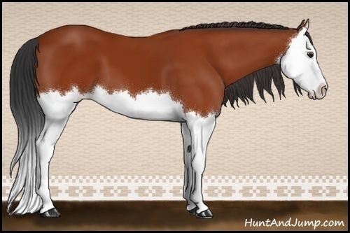 Horse Color:Bay Splash 
