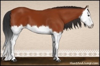 Horse Color:Bay Splash 