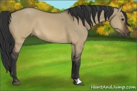 Horse Color:Brown Dun