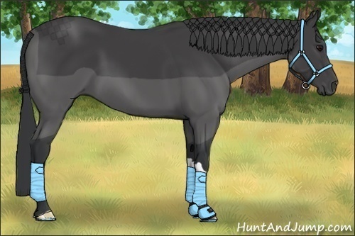 Horse Color:Black 