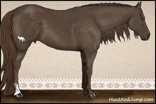 Horse Color:Liver Chestnut Sabino 