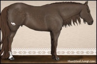 Horse Color:Liver Chestnut Sabino 