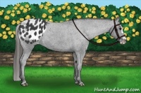Horse Color:Black Splash Appaloosa 