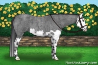 Horse Color:Blue Roan Splash 