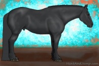 Horse Color:Black 