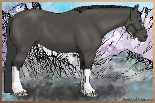 Horse Color:Black 