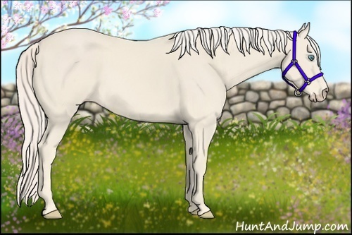 Horse Color:Cremello 