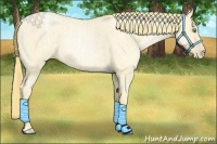 Horse Color:Buckskin Roan Pearl and Buckskin Roan Pearl