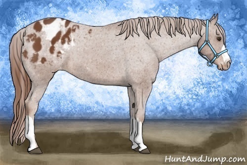 Horse Color:Chestnut Appaloosa