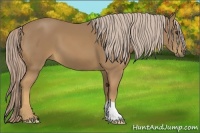 Horse Color:Palomino 