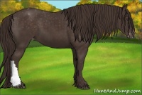 Horse Color:Liver Chestnut Appaloosa 