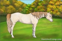 Horse Color:Buckskin Roan Pearl and Buckskin Roan Pearl Splash