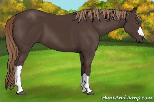 Horse Color:Liver Chestnut 