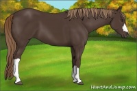 Horse Color:Liver Chestnut 