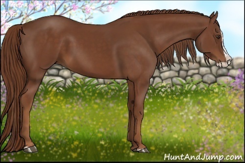 Horse Color:Chestnut Splash 