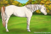 Horse Color:Buckskin Roan Pearl Dun  and Palomino Roan Pearl Dun 