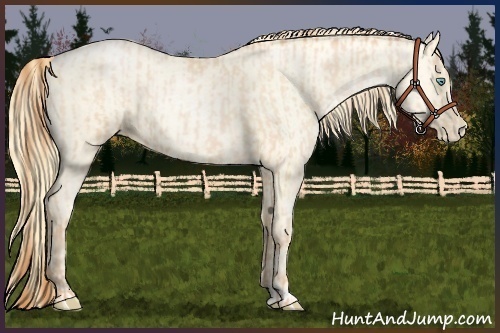 Horse Color:Buckskin Roan Pearl  and Amber Cream Champagne Roan Pearl 