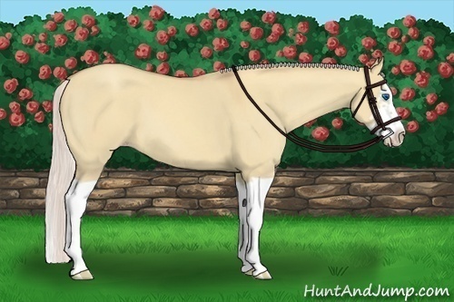 Horse Color:Silver Classic Champagne Dun Splash Frame 