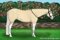 Horse Color:Silver Classic Champagne Dun Splash Frame 