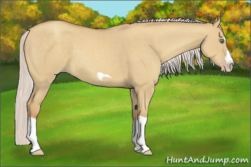 Horse Color:Silver Classic Champagne Dun Splash Frame 