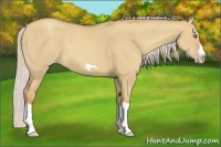 Horse Color:Silver Classic Champagne Dun Splash Frame 