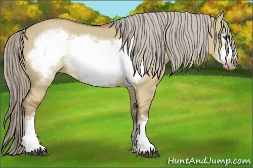 Horse Color:Chocolate Palomino Dun Frame 