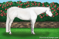 Horse Color:Gray Chestnut 