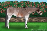 Horse Color:White Spotted Bay Roan 