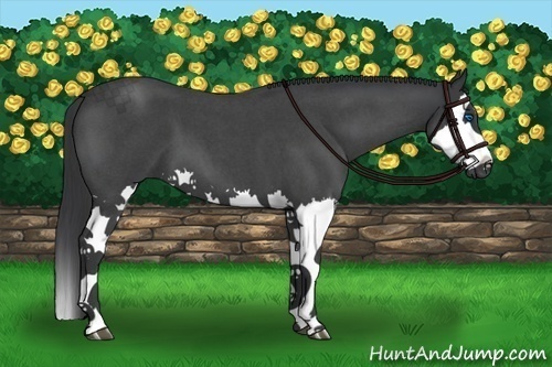 Horse Color:Blue Roan Splash