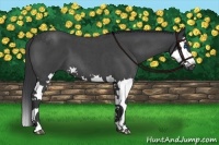 Horse Color:Blue Roan Splash 