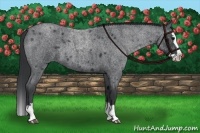 Horse Color:Blue Roan Splash Rabicano 