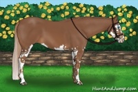 Horse Color:Chestnut Splash