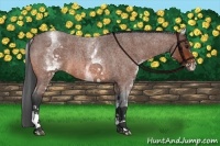 Horse Color:White Spotted Bay Roan 