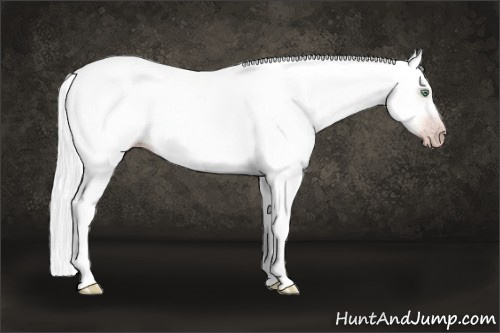 Horse Color:Gray Gold Cream Champagne Dun Tobiano Frame Rabicano 