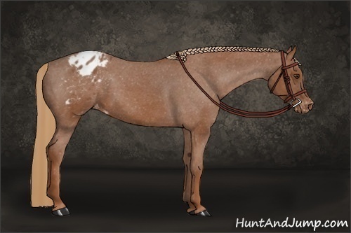 Horse Color:Chestnut Appaloosa 