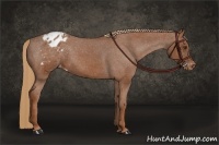 Horse Color:Chestnut Appaloosa 