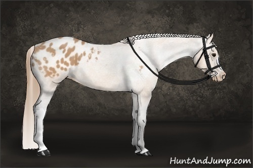 Horse Color:Buckskin Appaloosa 