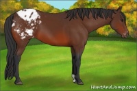 Horse Color:Bay Appaloosa