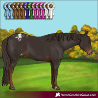 Horse Color:Liver Chestnut Appaloosa 
